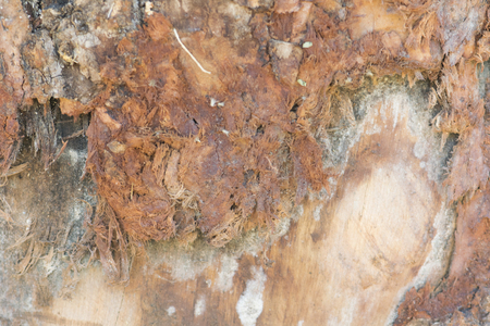 bark texture backgroundの写真素材