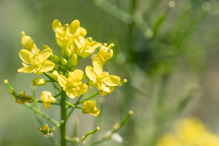 chinese cabbage flowerの写真素材