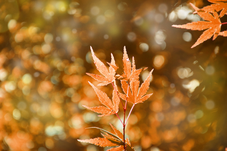 Autumn leaves background, The leaves change colorの写真素材