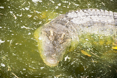 Crocodile in the riverの写真素材