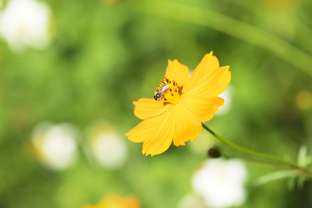 Close up of yellow cosmos flower with a bee.の写真素材