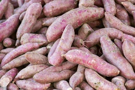 Raw Purple sweet potato.の写真素材