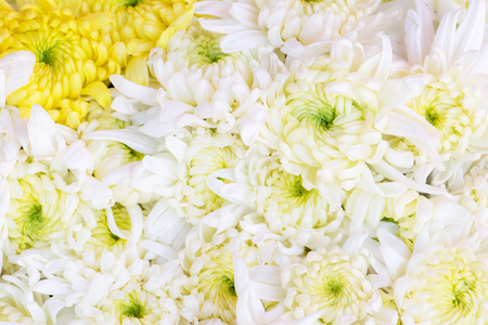 Beautiful chrysanthemum flowers backgroundの写真素材