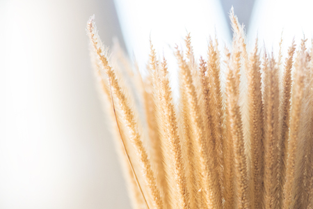 brown Hay flower. Dry grass backgroundの写真素材