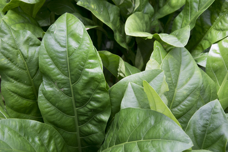 Green leaves texture backgroundの写真素材