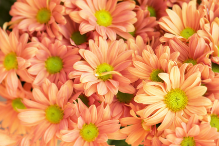 Beautiful chrysanthemum flowers backgroundの写真素材