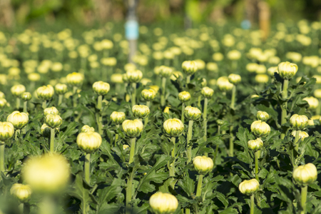 Beautiful field white chrysanthemumrの写真素材