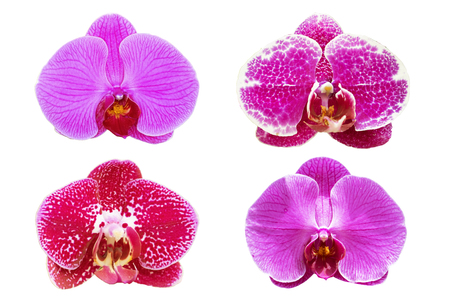 collection purple orchids flower isolated on white background.の写真素材