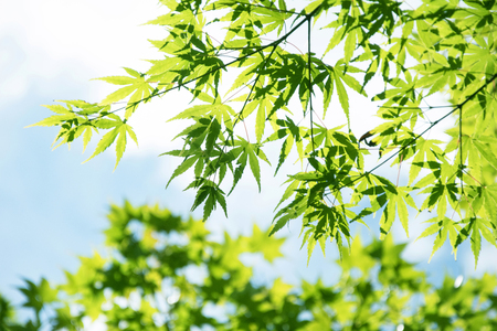 Summer Maple Leaves. Fresh green leaf background.の写真素材