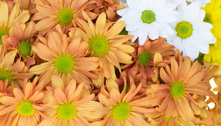 Beautiful chrysanthemum flowers backgroundの写真素材