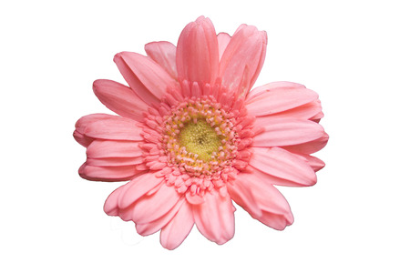 Pink chrysanthemum isolated on white backgroundの写真素材