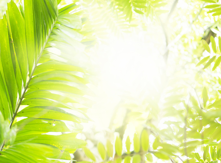 Green leaf for summer background. Sunlight And Fresh Green leaves glowing in green forest. defocused abstract.の写真素材