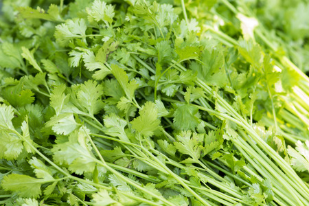 closeup fresh cilantro coriander. Chinese parsley.の写真素材