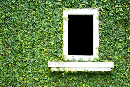 Natural green leaf grass cover wall with white window backgroundの写真素材