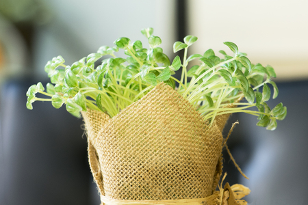 Fresh young seedlings in sack pot.の写真素材