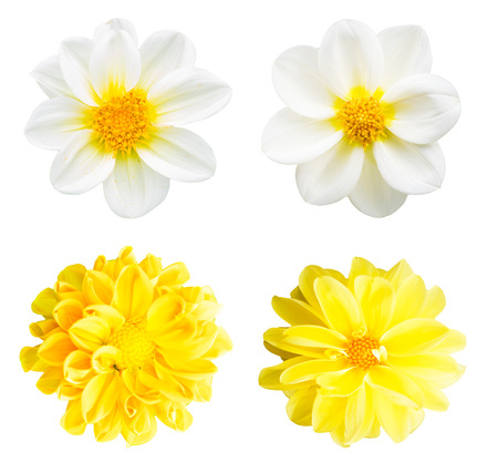 collection chrysanthemum white and yellow isolated on white background.の写真素材