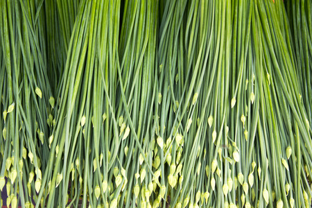 Chinese Chives, Garlic chives.の写真素材