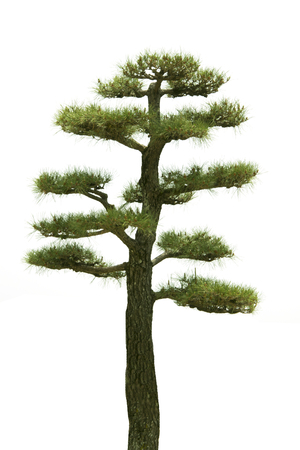 Bonsai, Pine tree isolated on white background.の写真素材