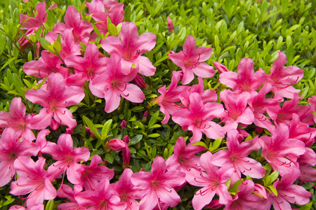 pink flower in graden.の写真素材