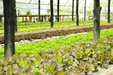 Fresh lettuce growing in an hydroponics system in greenhouseの写真素材