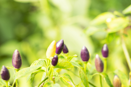 Little Chile Peppers on a branchの写真素材