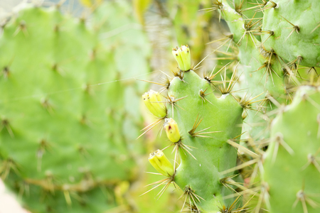 Cactus texture closeupの写真素材