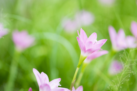 Beautiful pink flowers and fresh spring green grassの写真素材