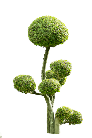 decorated Bonsai trees on white background, dwarfed trees Isolated.の写真素材