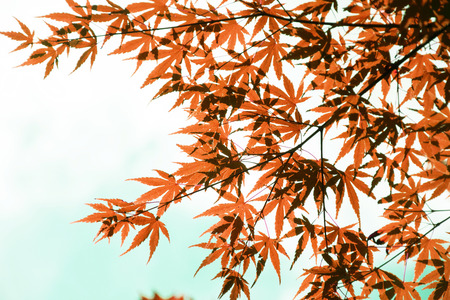autumn Maple Leaves. Fresh red leaf background. Leaves color change.の写真素材