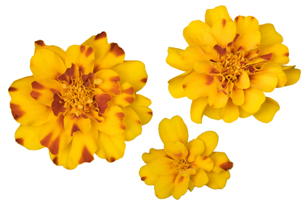 Beautiful orange marigold flower isolated on white background.の写真素材