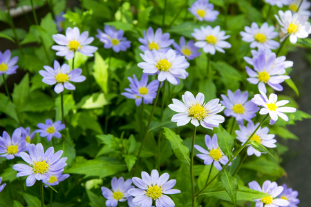 Purple big daisies in the green grass. Field with daisies.の写真素材