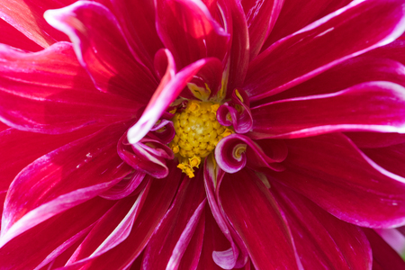 Beautiful red Zinnia flower closeup backgroundの写真素材