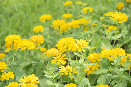 Beautiful yellow chrysanthemum flowers in gardenの写真素材
