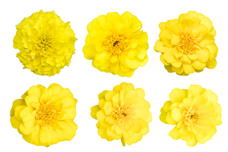collection Yellow chrysanthemum isolated on white backgroundの写真素材