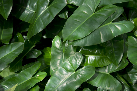Green leaves texture backgroundの写真素材