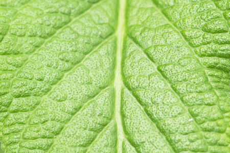 leaf texture closeup backgroundの写真素材