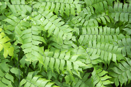 Ferns Leaf Forest Outdoor Nature abstract Backgroundの写真素材