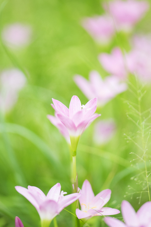 Beautiful pink flowers and fresh spring green grassの写真素材