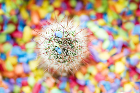 Cactus on gravel Stones mixed color, Top viewの写真素材