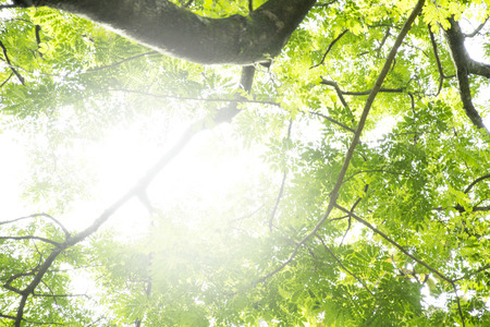 Sunlight And Fresh Green leaves glowing in green forest.の写真素材
