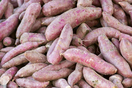 Raw Purple sweet potato.の写真素材