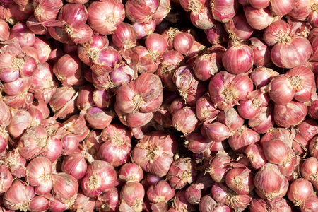 Red onion group backgroundの写真素材