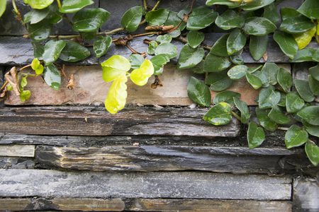 Green leaves on the wall backgroundの写真素材