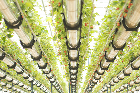 Fresh strawberries that are grown in greenhousesの写真素材