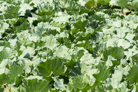 farm cabbage backgroundの写真素材