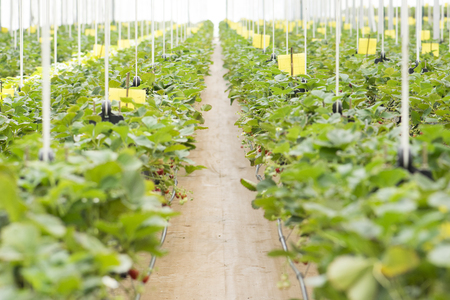 Fresh strawberries that are grown in greenhousesの写真素材