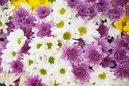 Beautiful chrysanthemum flowers backgroundの写真素材