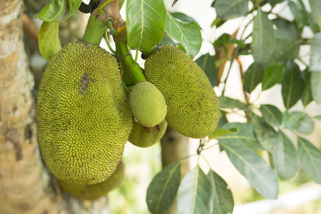 Jack fruits on the tree