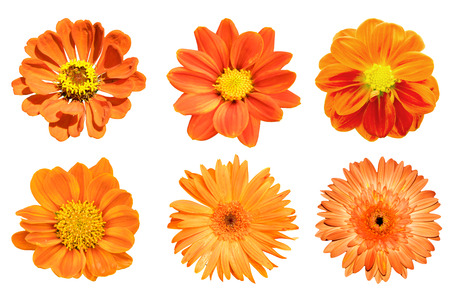 orange flower isolated on white backgroundの写真素材