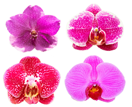 collection purple orchids flower isolated on white background.の写真素材